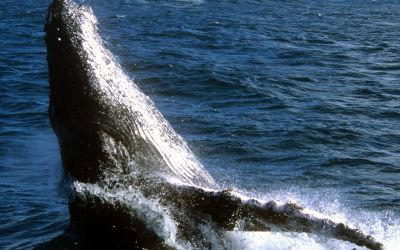 História viajante: Natália Ribeiro e as baleias turistas chegando na Bahia