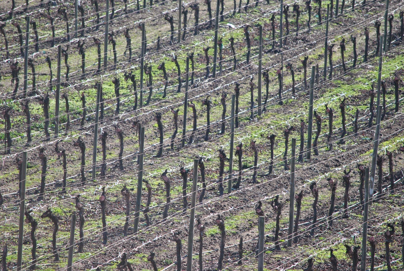 Chile: conhecendo as Vinícolas por Santiago