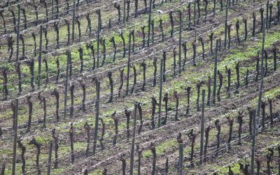 Chile: conhecendo as Vinícolas por Santiago