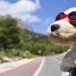 animais de estimação