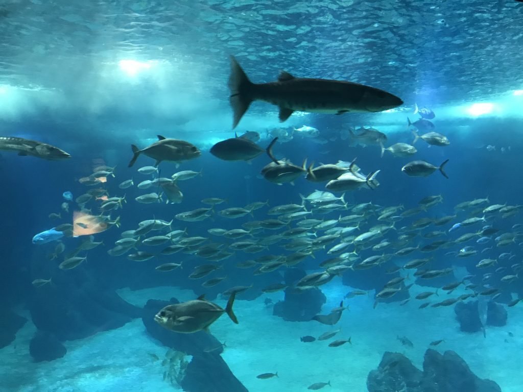 Aquário central. Oceanário de Lisboa