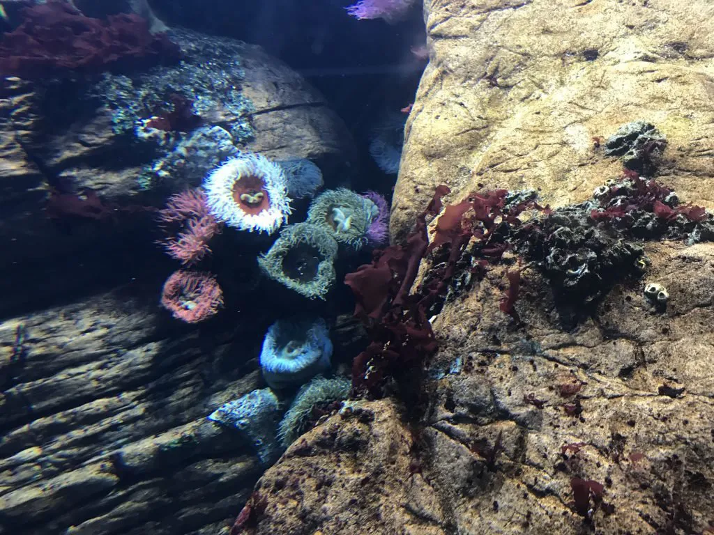 Oceanário de Lisboa Oceanário de Lisboa