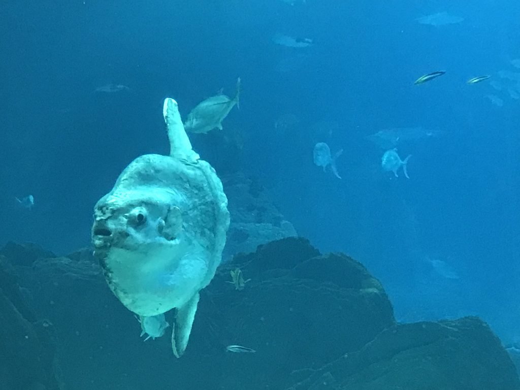 Oceanário de Lisboa