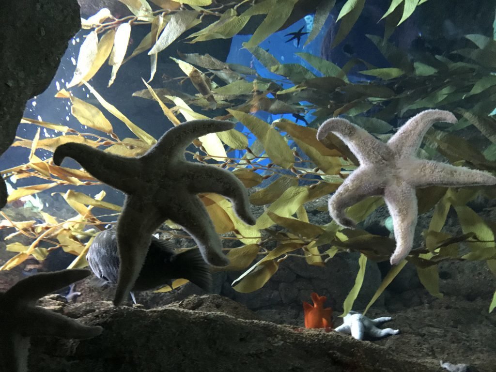 passeios indispensáveis em Lisboa - Oceanário de Lisboa