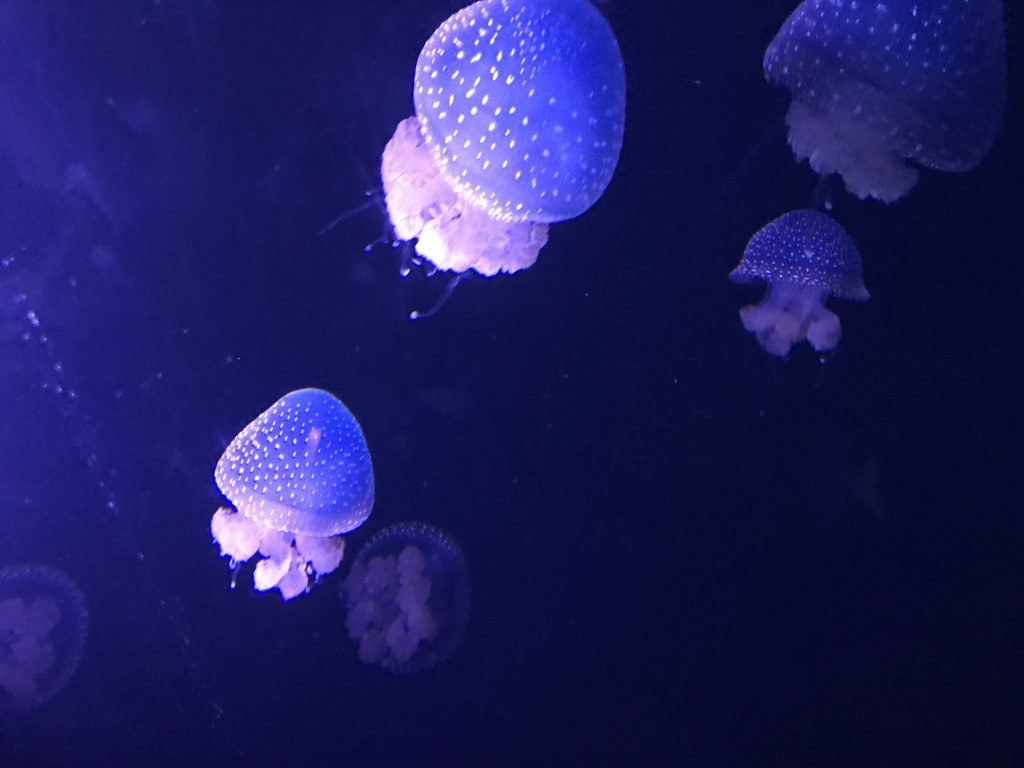 Oceanário de Lisboa