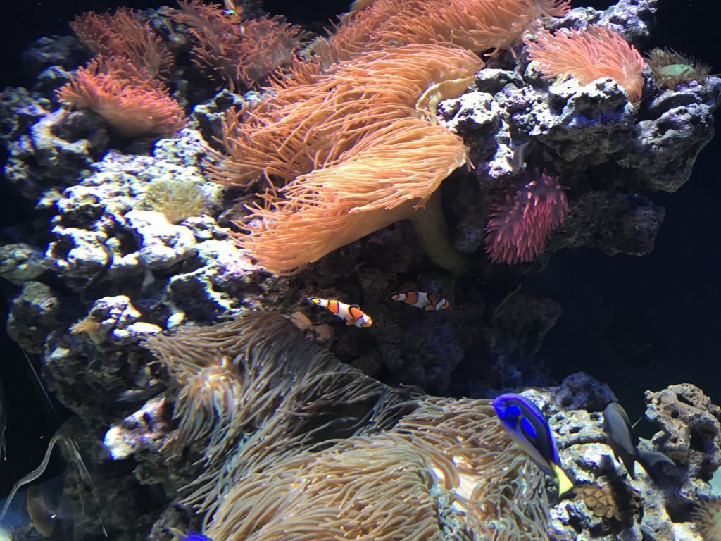 Oceanário de Lisboa - Nemo e Dori... amor eterno!!!