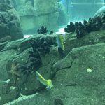 Oceanário de Lisboa