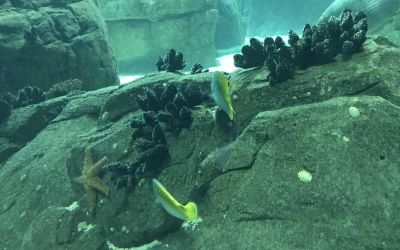 O Oceanário de Lisboa merece a sua visita