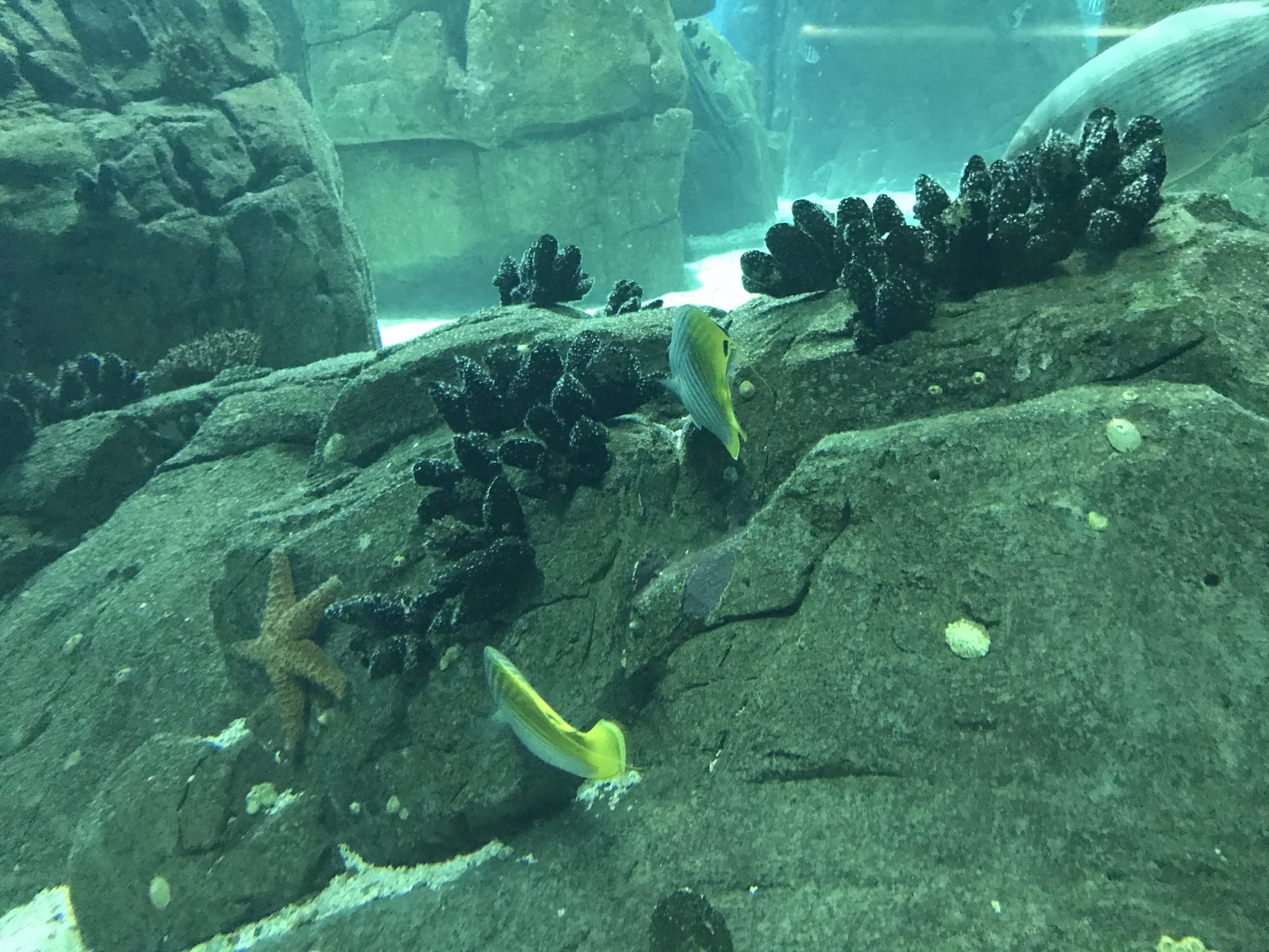 Lisboa: O Oceanário de lá