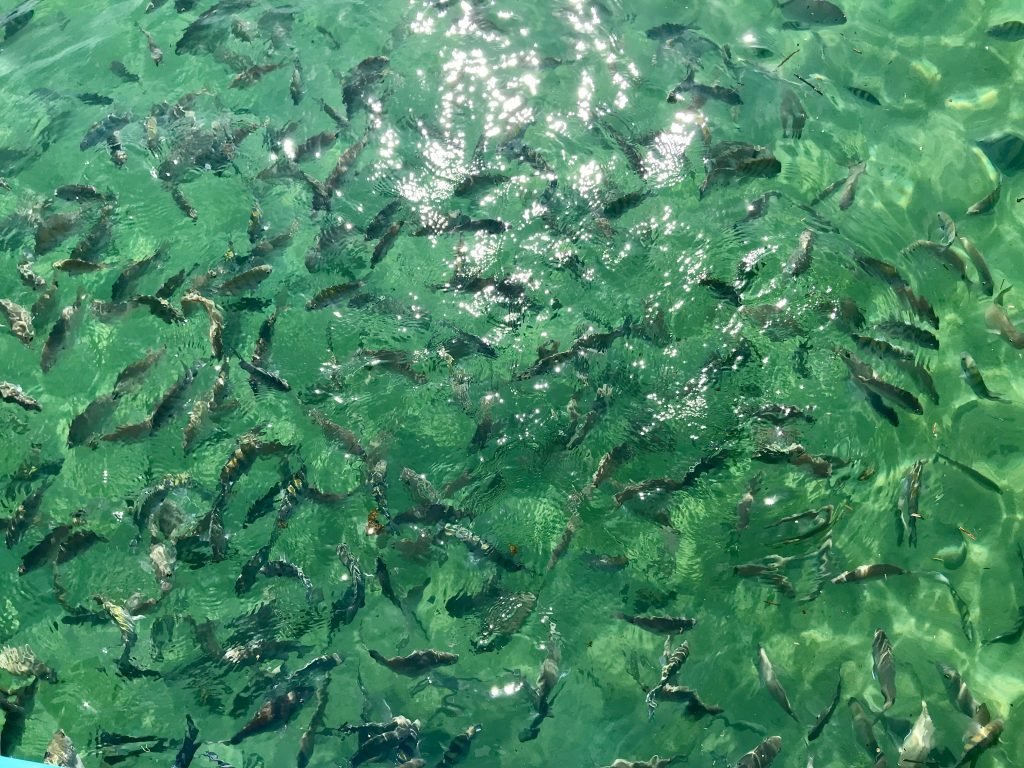 peixinhos na Lagoa Verde em Ilha Grande
