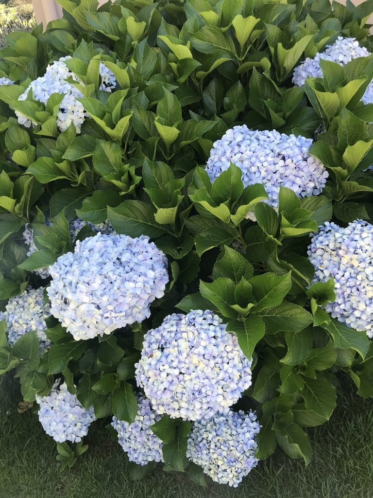 Hortencias por todos os lugares em Gramado