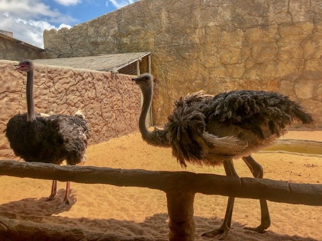 Avestruz - aquário e zoológico - city tour em Natal