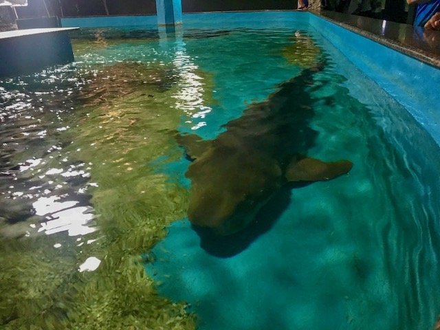 Tubarão no Aquário - city tour em Natal