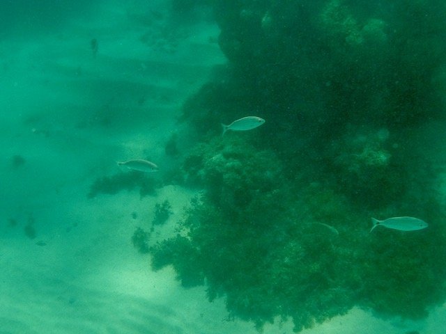 mergulho nos Parrachos de Maracajaú - RN