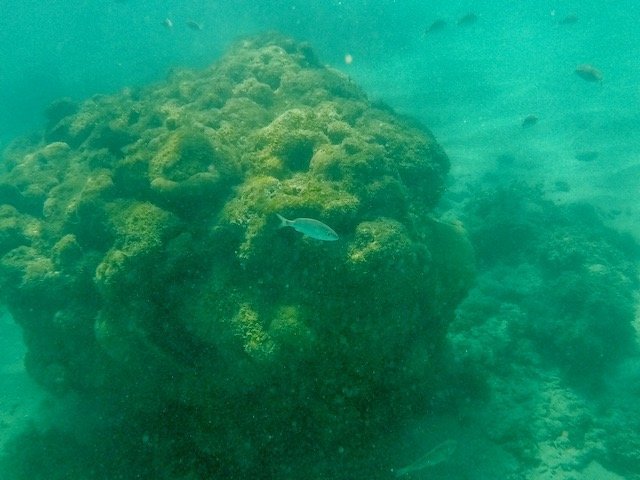 mergulho nos Parrachos de Maracajaú - RN