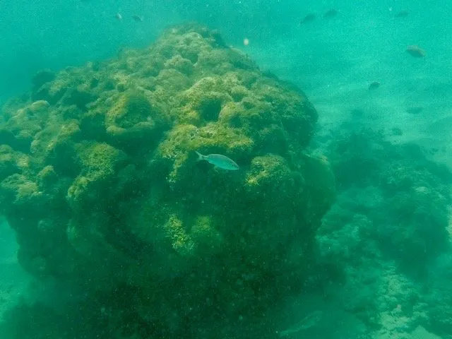mergulho nos Parrachos de Maracajaú - RN mergulho nos Parrachos de Maracajaú - RN