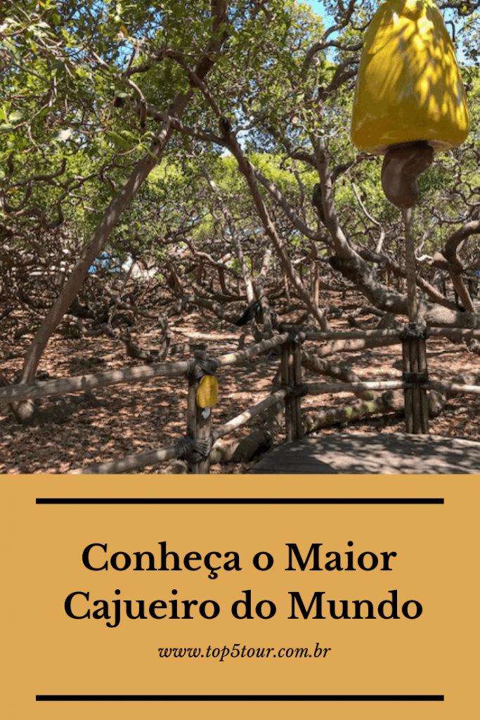 Conheça o Maior Cajueiro do Mundo, ao lado de Natal/RN - Top 5 Tour Conheça o Maior Cajueiro do Mundo, ao lado de Natal/RN - Top 5 Tour