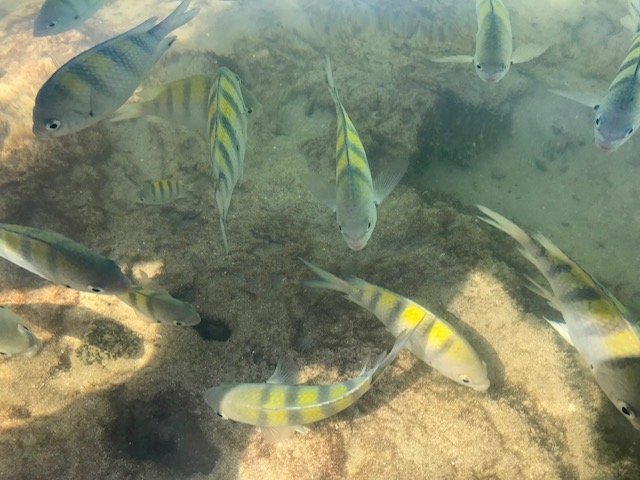 Peixinhos Nas Piscinas Naturais