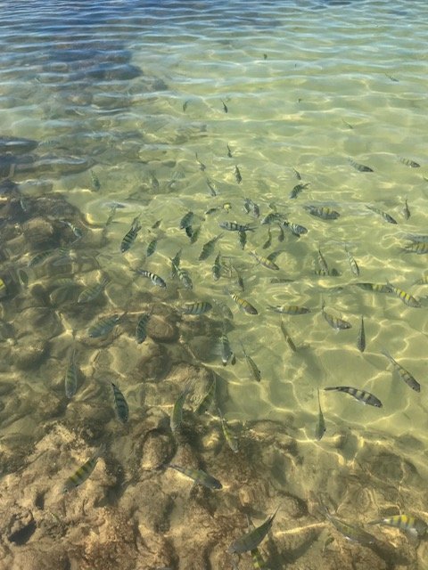 Muitos Peixes Nas Piscinas morro de sp e as piscinas naturais